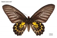 藏品(黃裳鳳蝶)的圖片